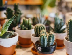Tak Hanya Cantik, 6 Bunga Hias ini Dipercaya Dapat Membawa Keberuntungan